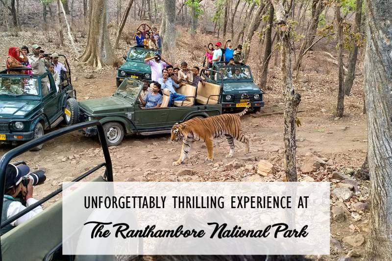 Ranthambore Banner
